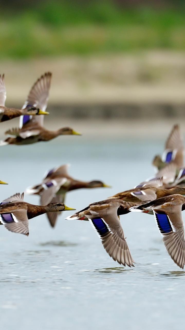 Flock of mallard ducks flying over water