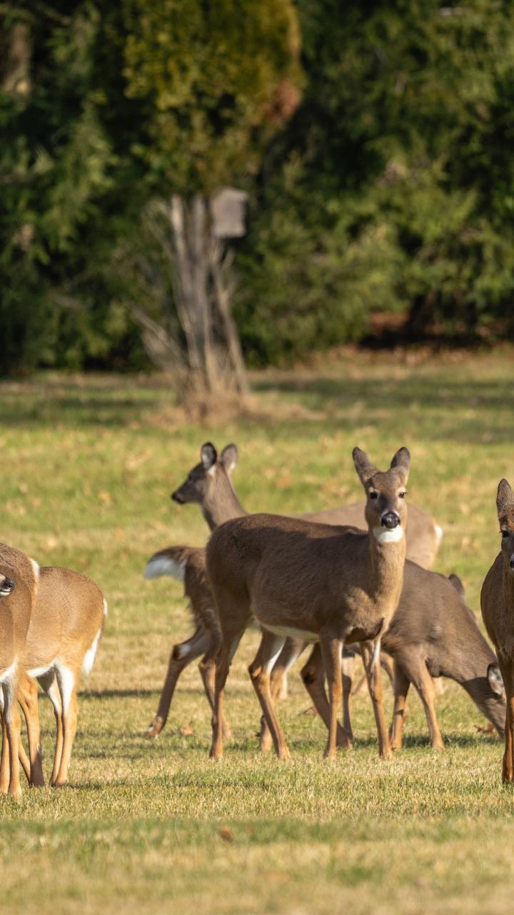 Herd of white-tailed deer on grass