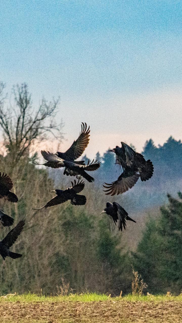 Flock of crows in flight