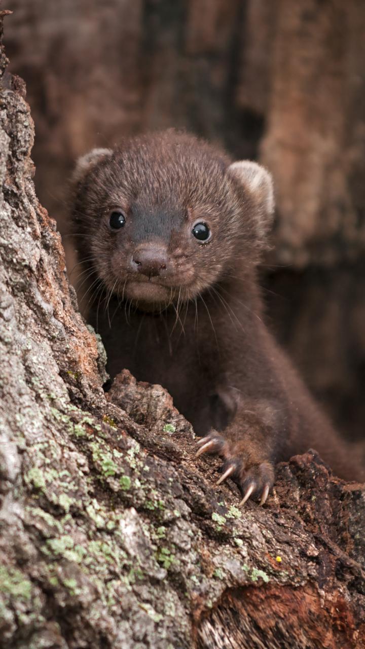 Young fisher kit in a tree