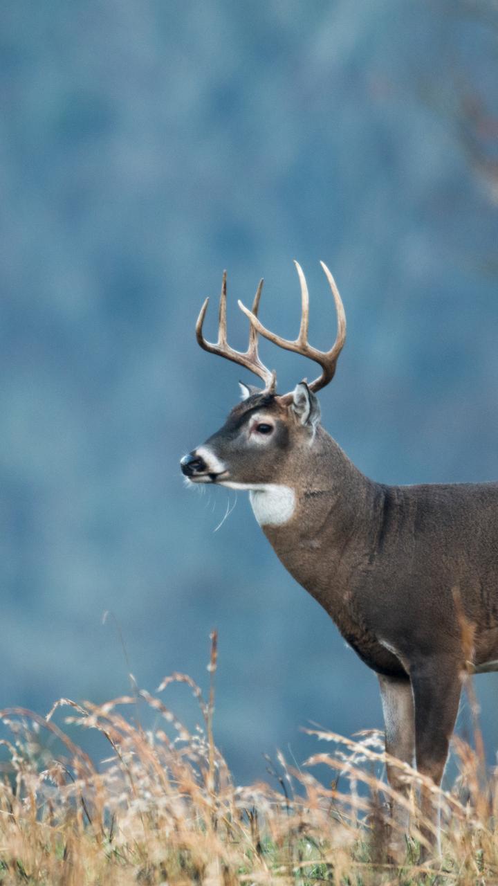 Large white-tailed buck in field