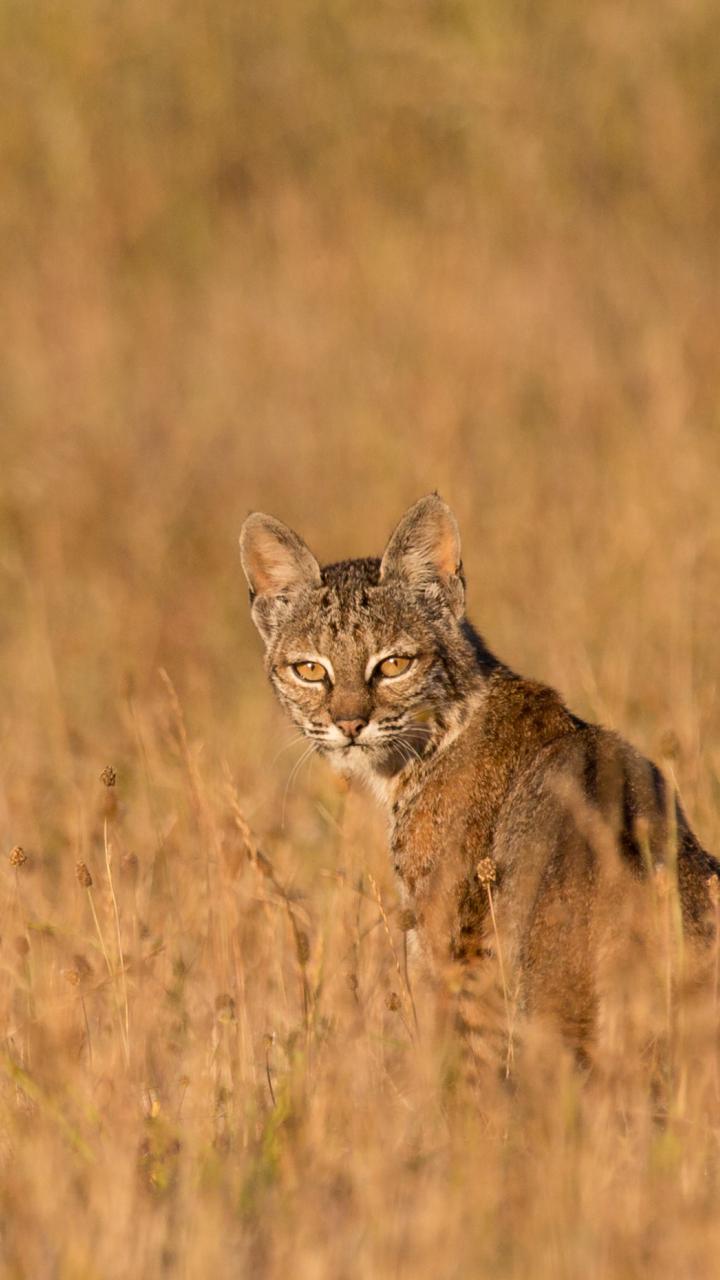 bobcat in field of fall brown grass