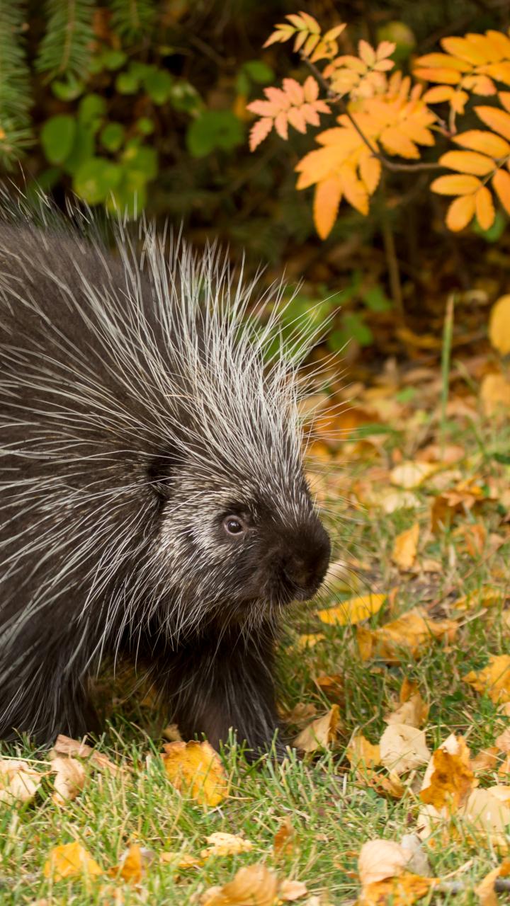 Adult porcupine on grass with trees in background
