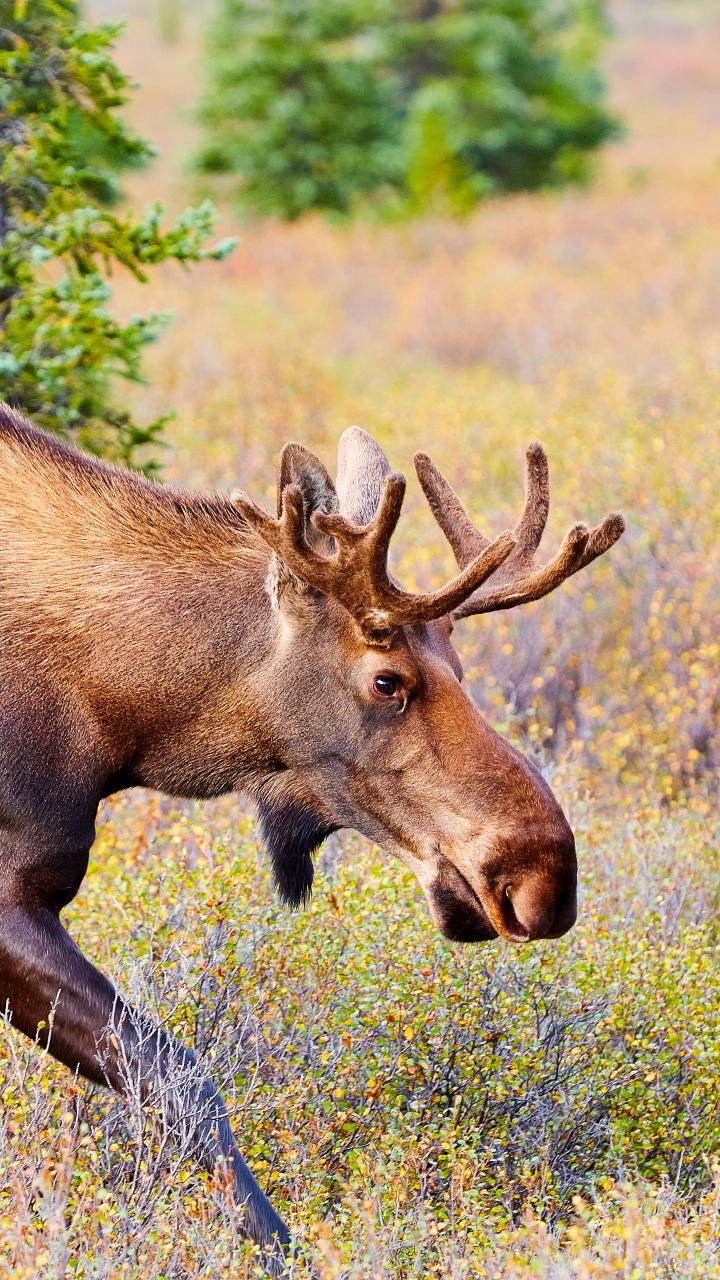 Moose walking across field
