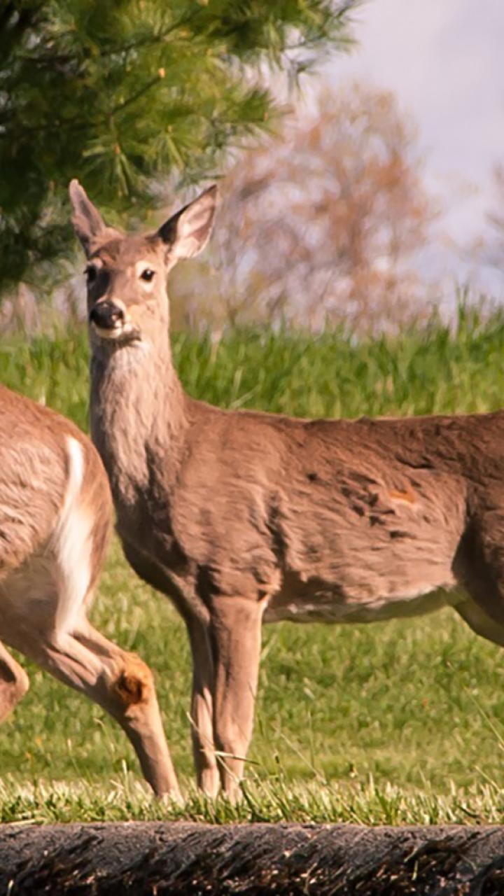 three white-tailed deer in a field