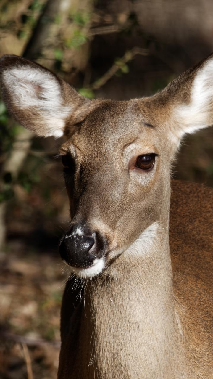 White-tailed doe close up