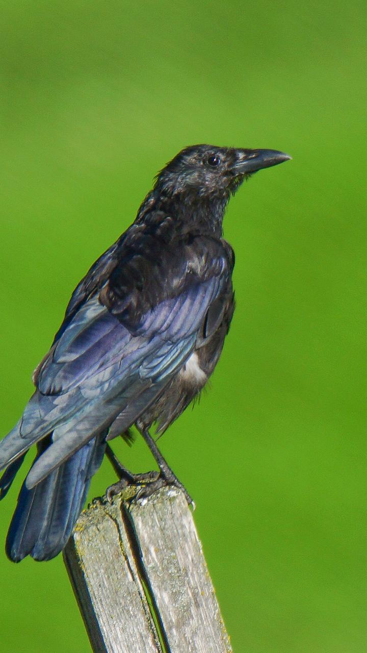 American crow on post with green background
