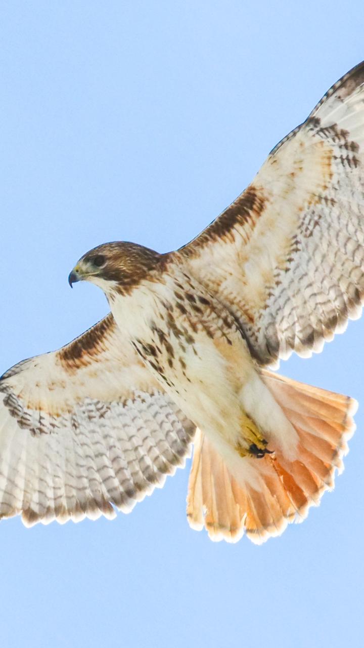 Red-Tailed Hawk in flight