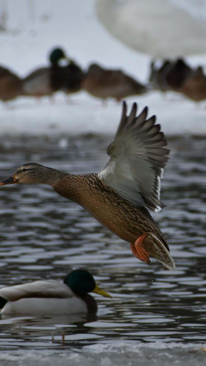 duck flying from water
