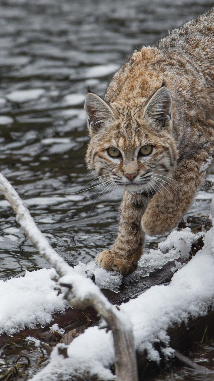 bobcat at snowy water's edge
