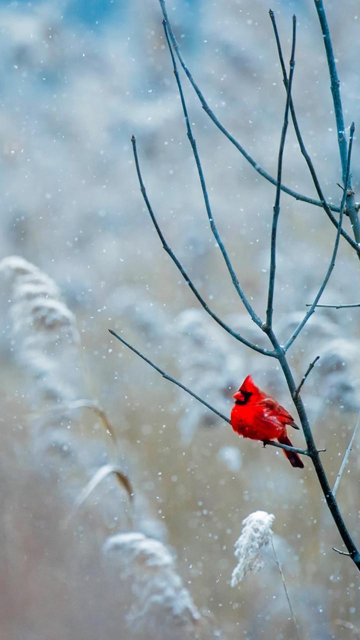 lone male cardinal in a tree on snowy background
