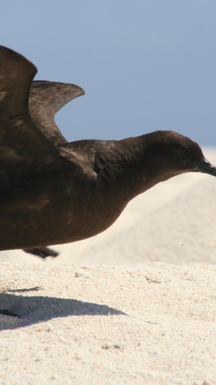shearwater bird on sand