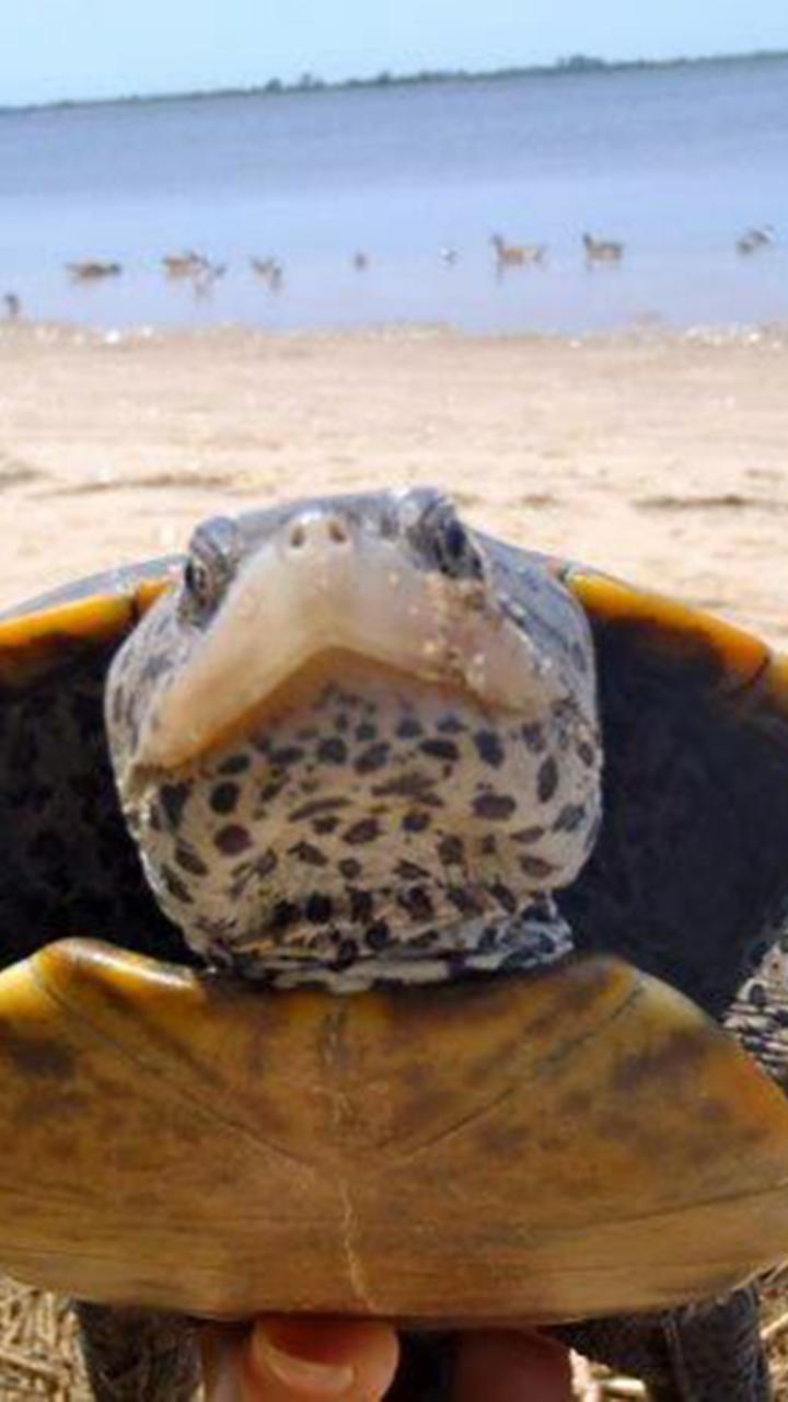 diamondback terrapin close up