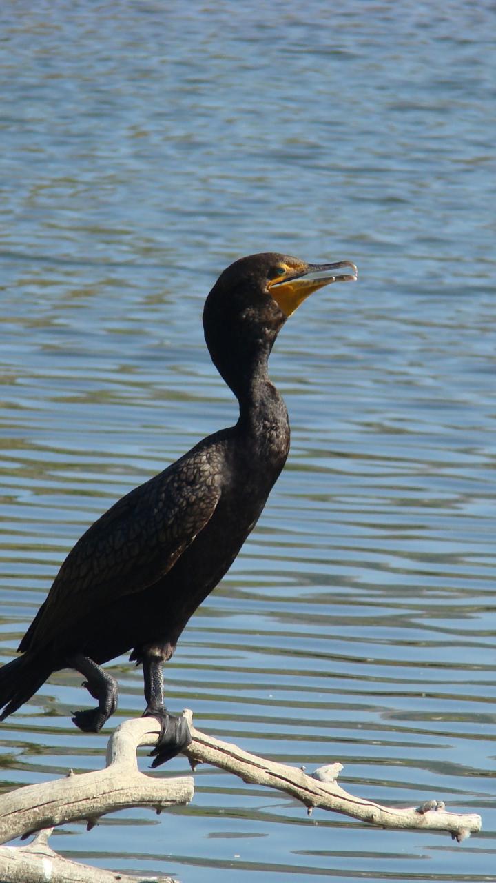 Double-crested cormorant on branch above water