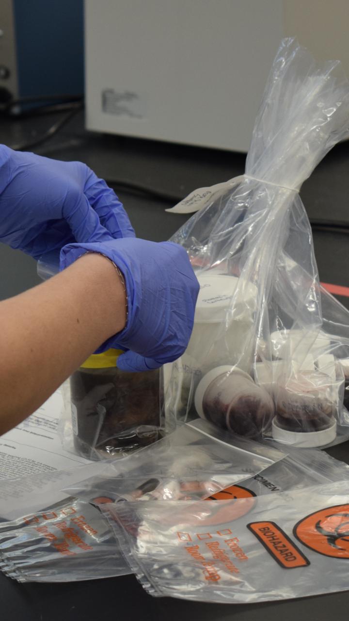 Melissa examining multiple wildlife samples and preparing them for diagnostic testing throughout the labs.