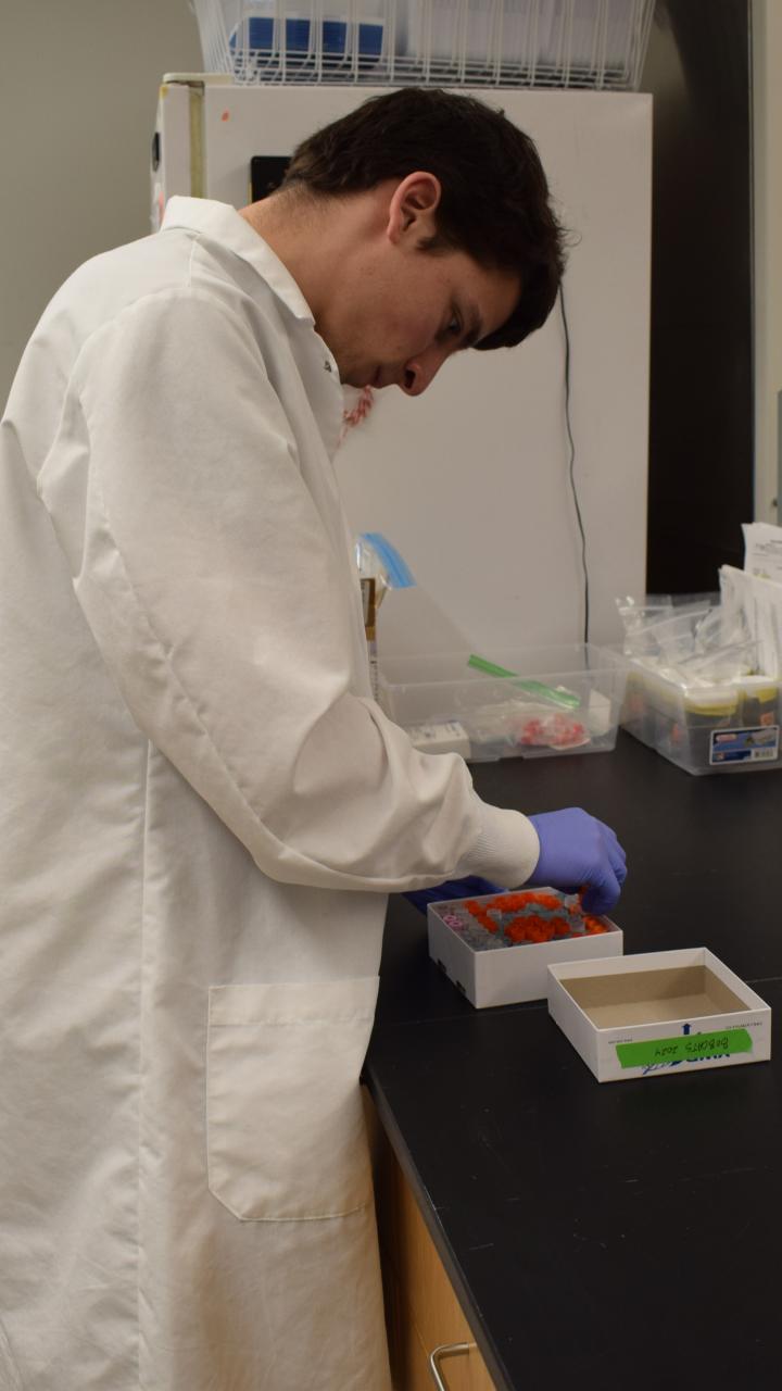 David in the lab, preparing to pull samples