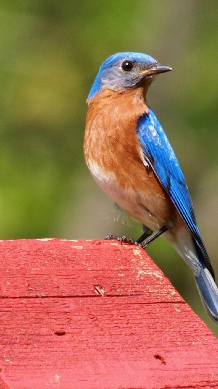 Male Eastern bluebird on birdhouse with red roof