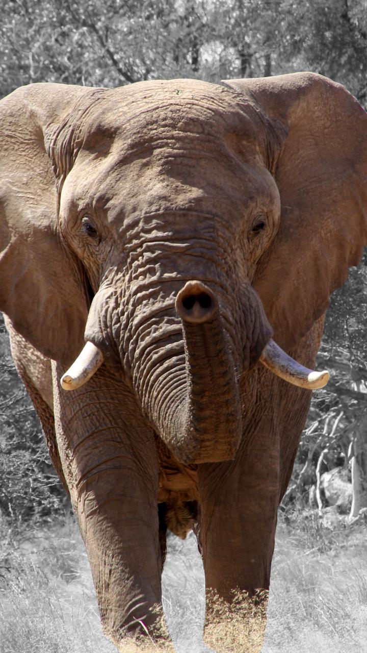 African elephant in wild
