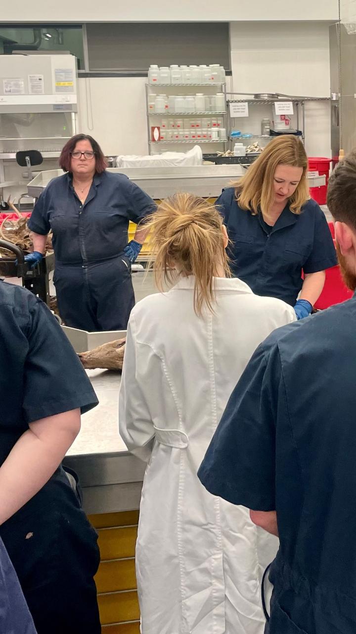 Teaching necropsy to students