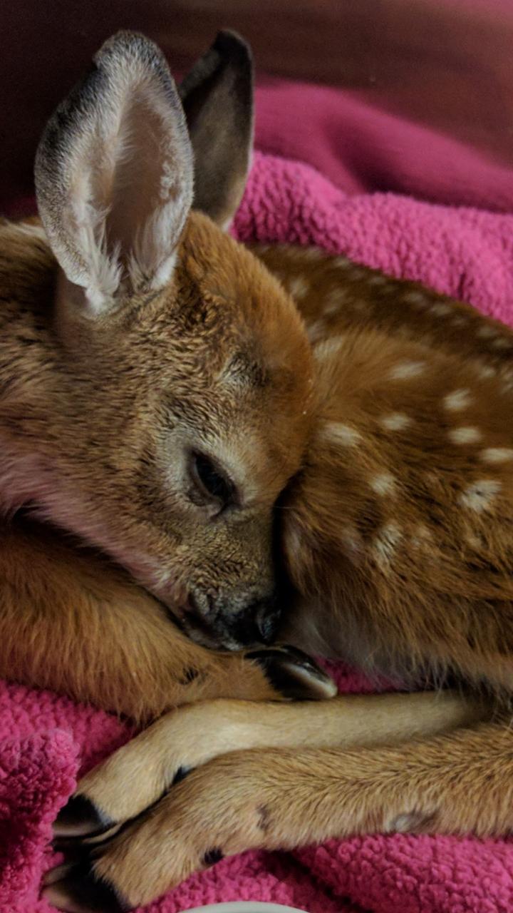 Fawn in rehab