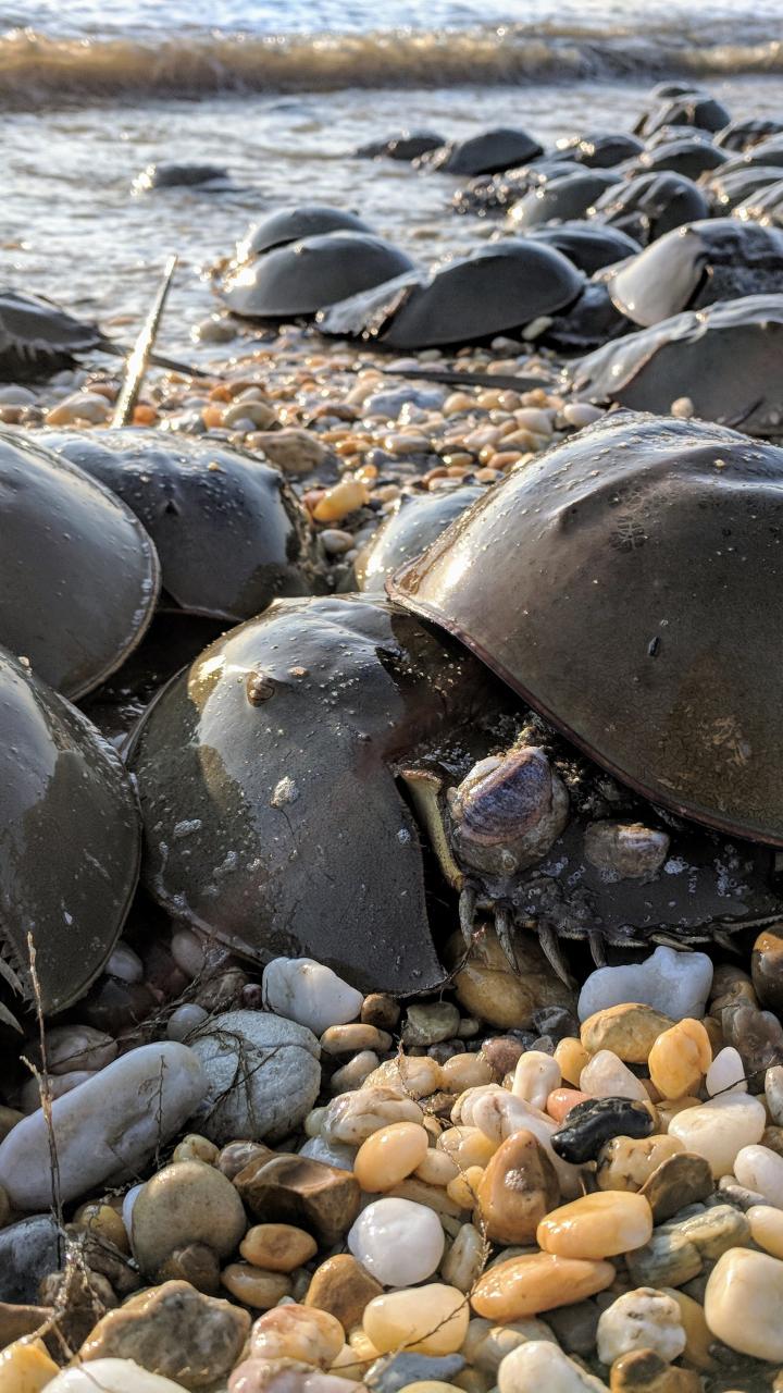 Horseshoe crabs at the beach