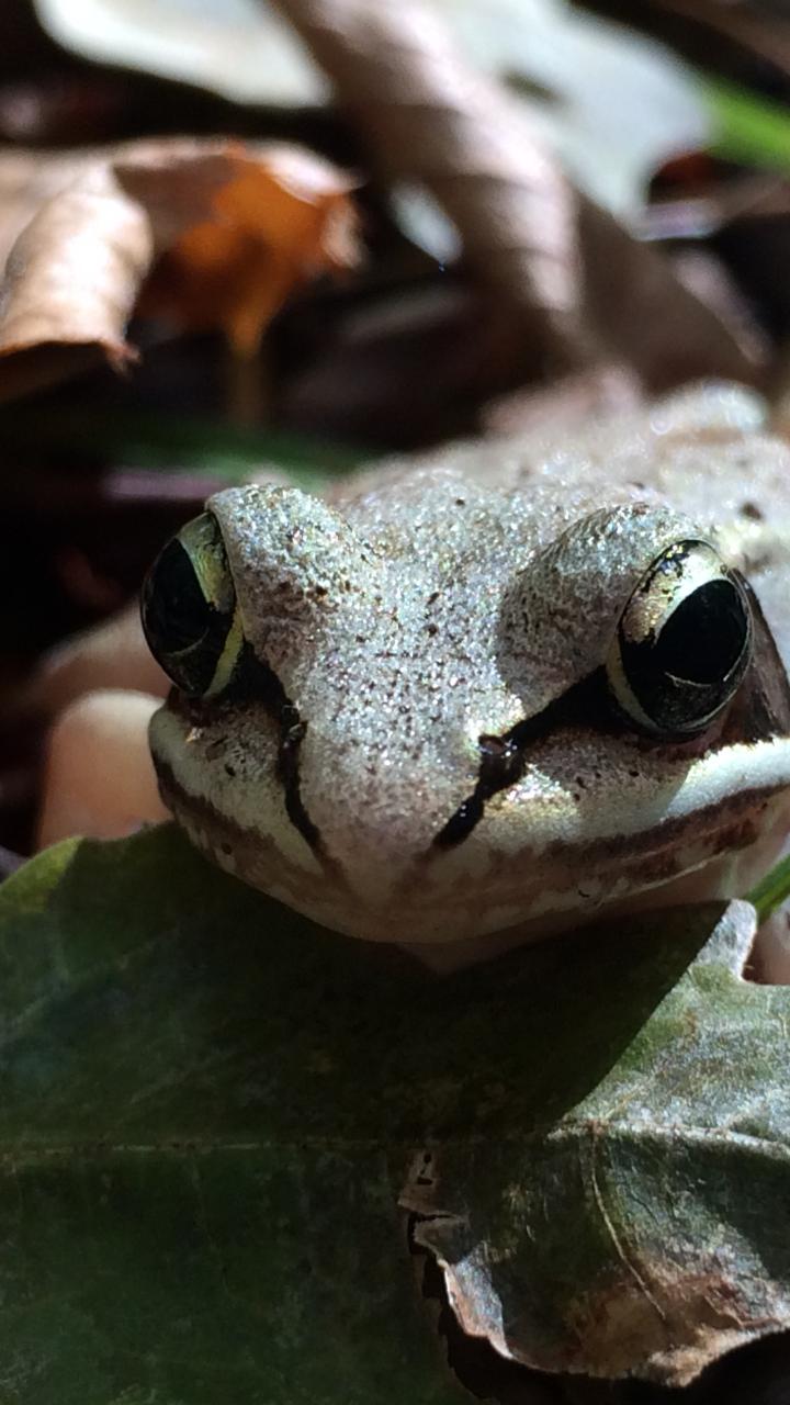 wood frog in leaves
