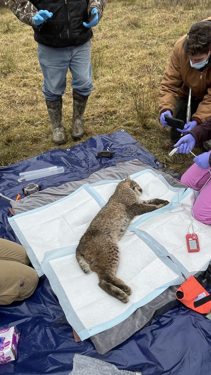 Dr. Bloodgood in the field preparing to take samples from an anesthetized bobcat for a collaborative research project on population health in NYS.
