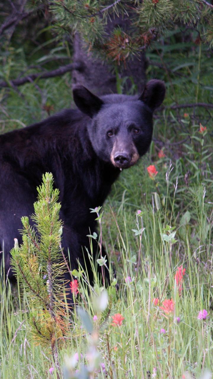 Black bear in field