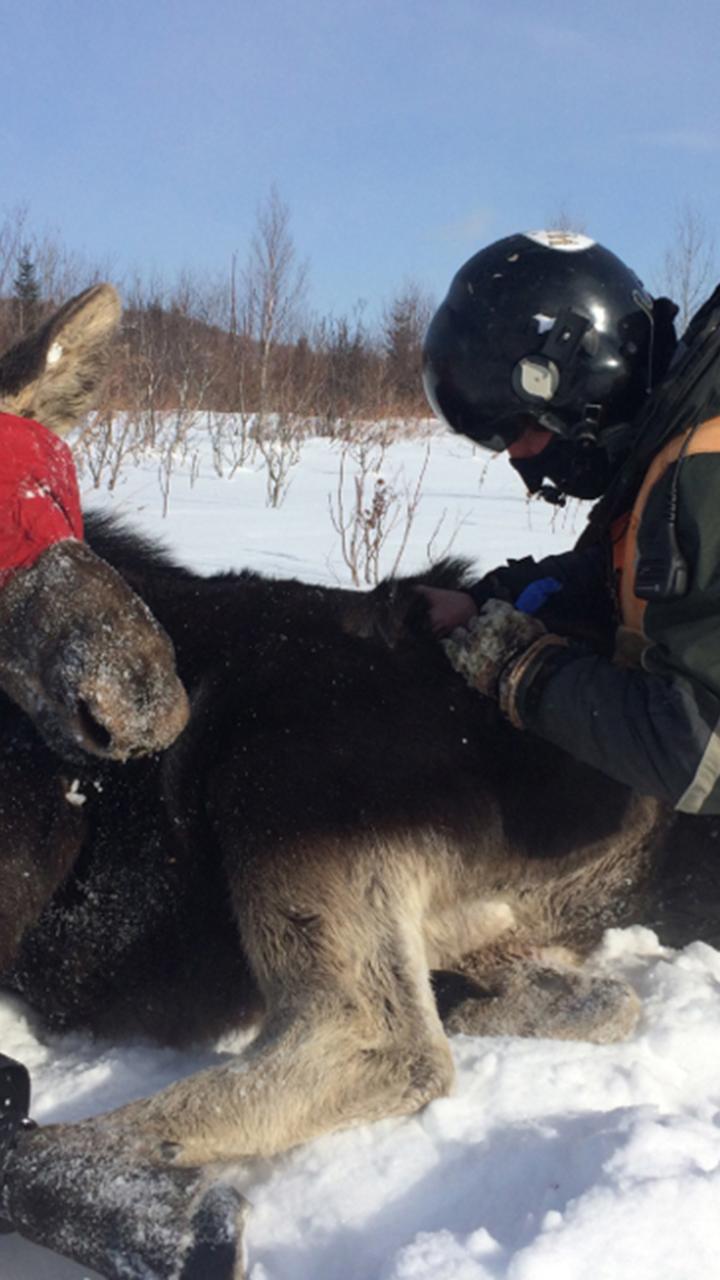 Checking tranquilized moose