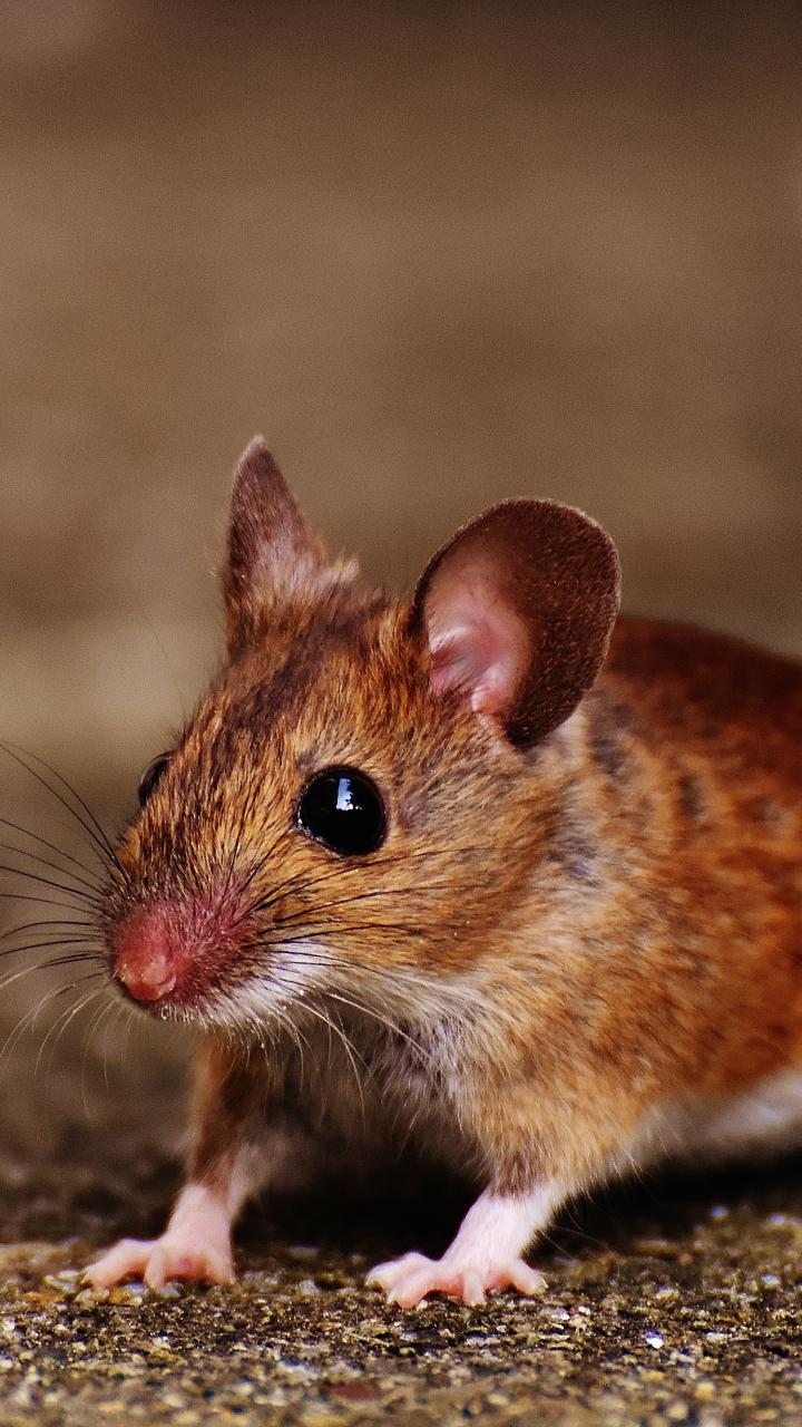 mouse on pavement