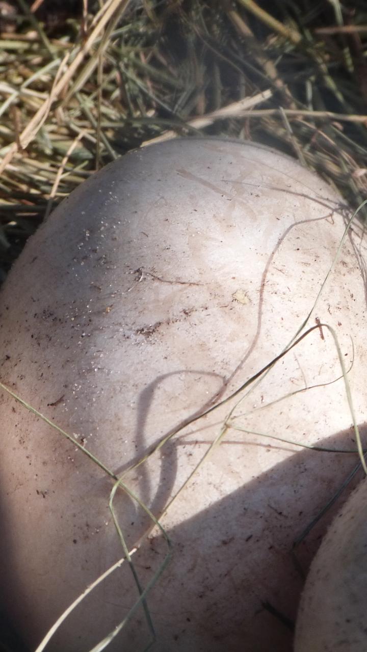 Mute swan eggs