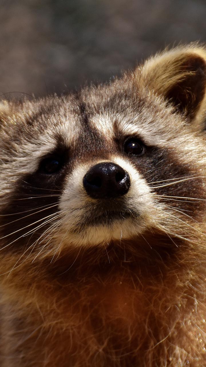 raccoon close up