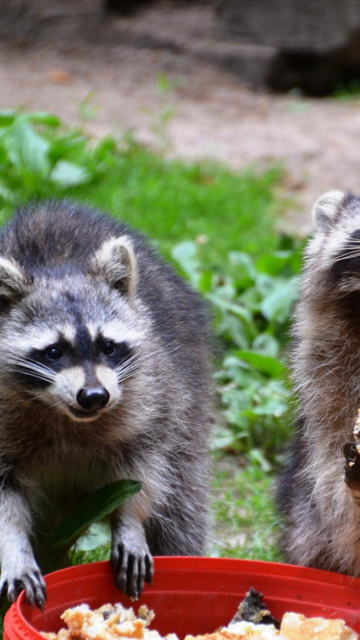 raccoons eating from a red plate