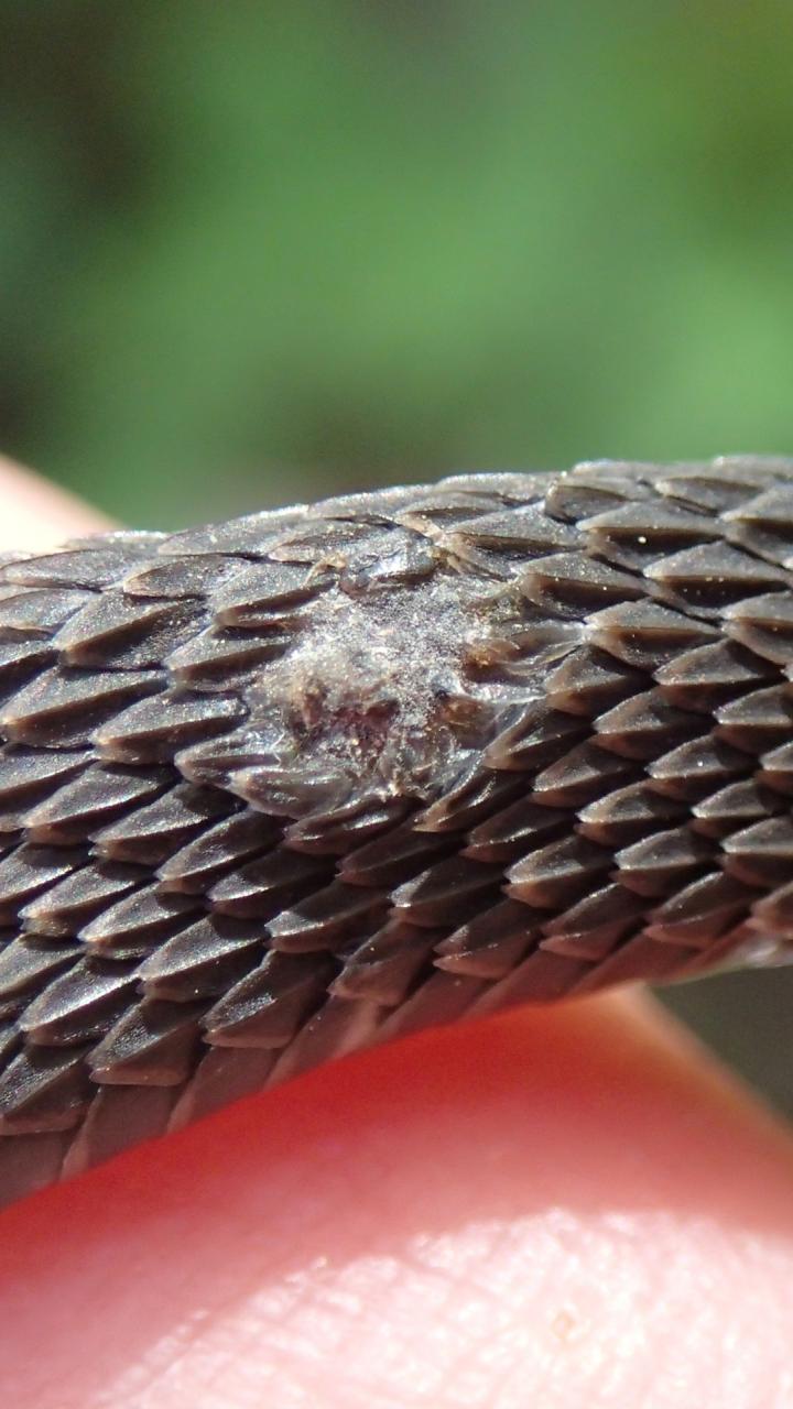 snake fungal disease lesions on snake