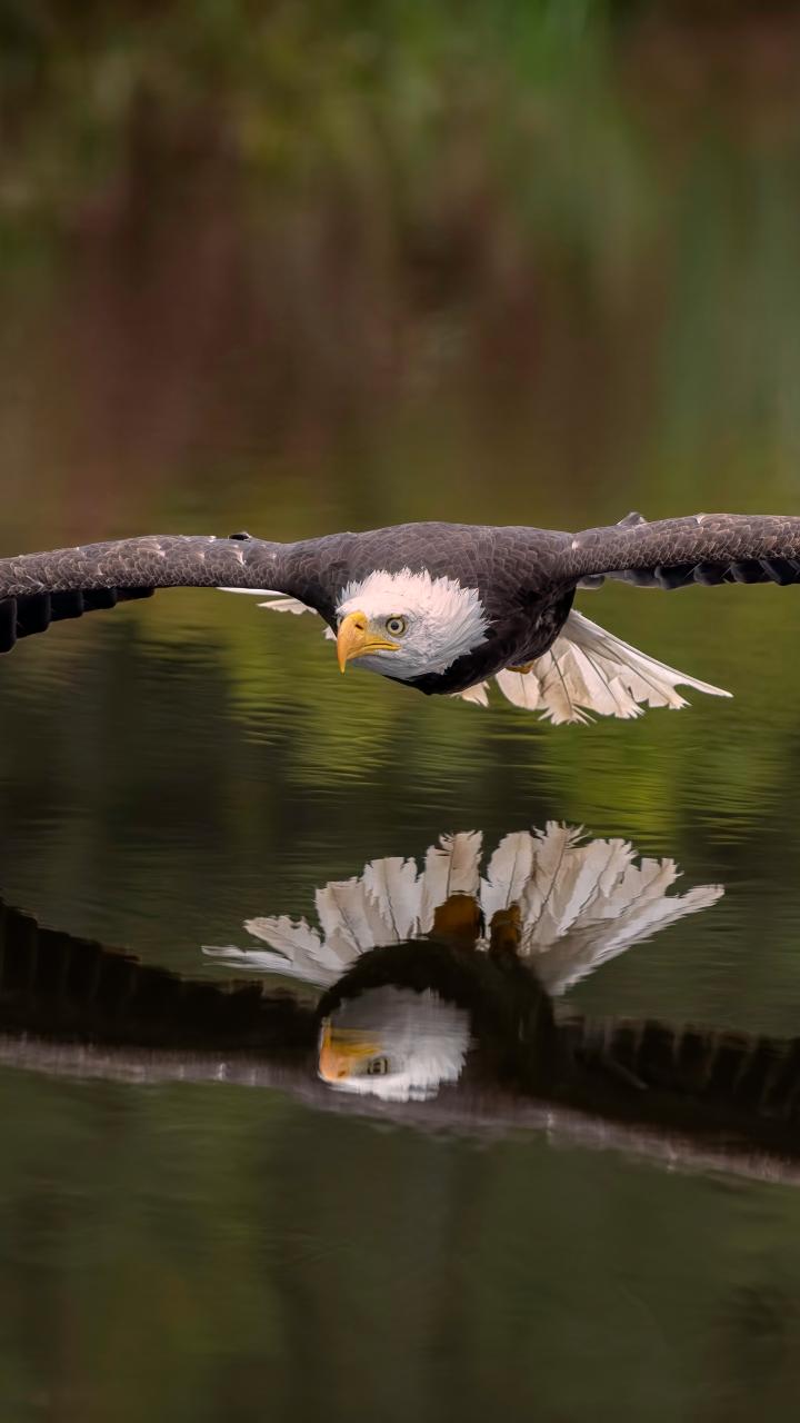 bald eagle flying low over water