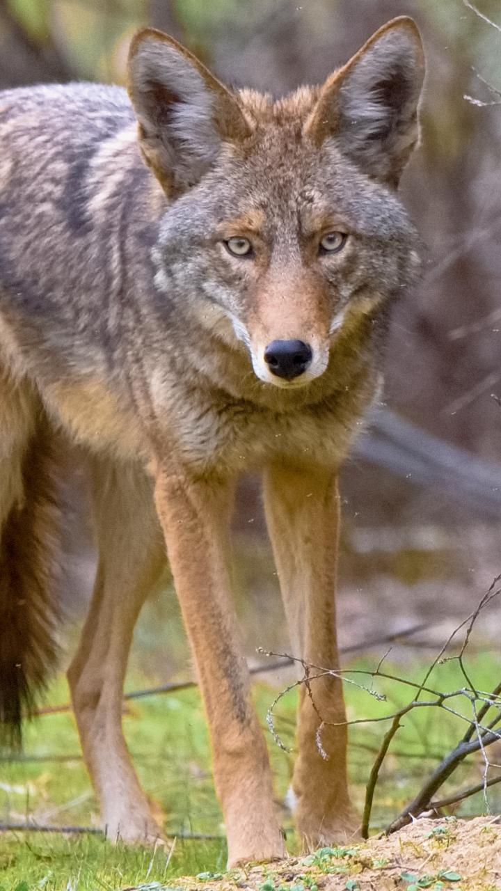 Eastern coyote standing still