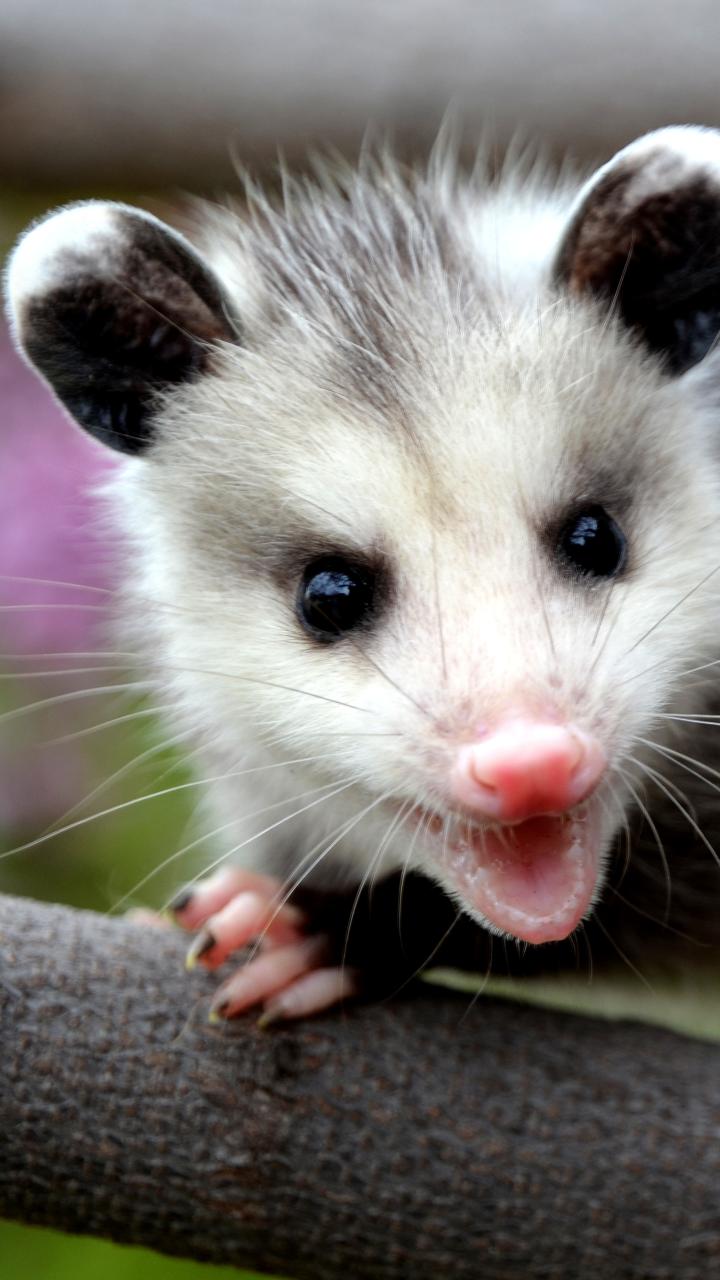 Juvenile opossum on branch