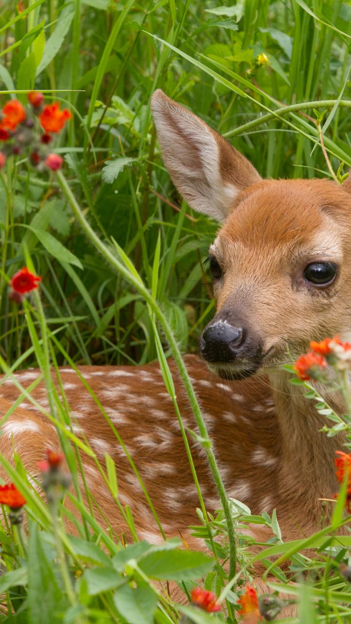 fawn in grass