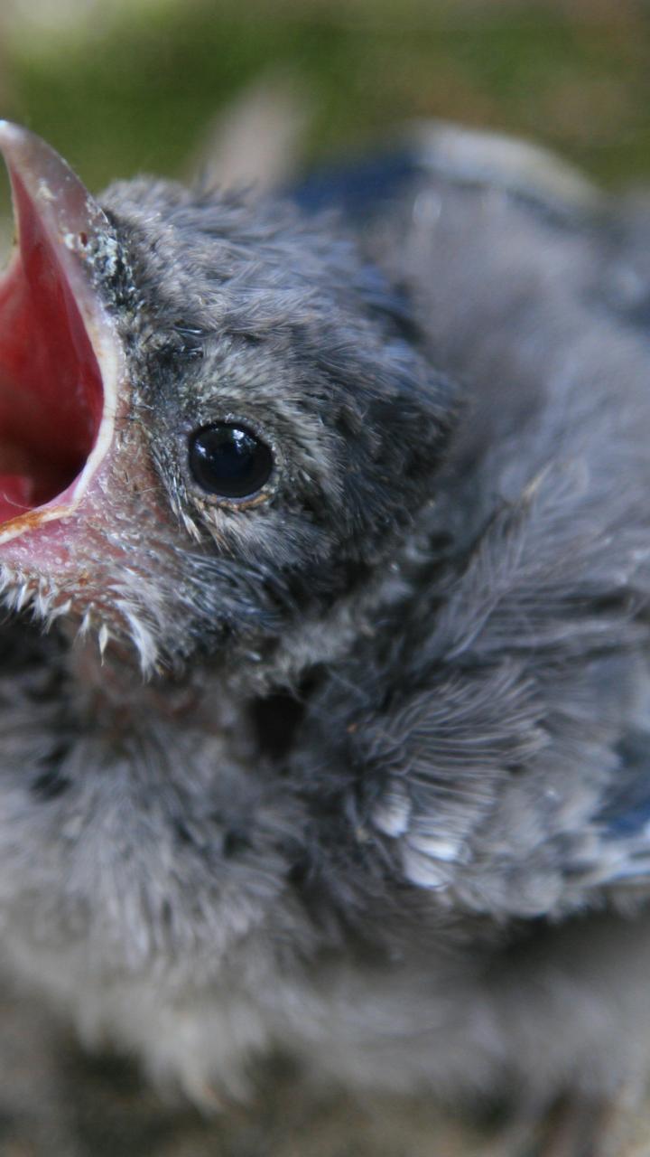 Fledgling blue jay on ground with mouth open