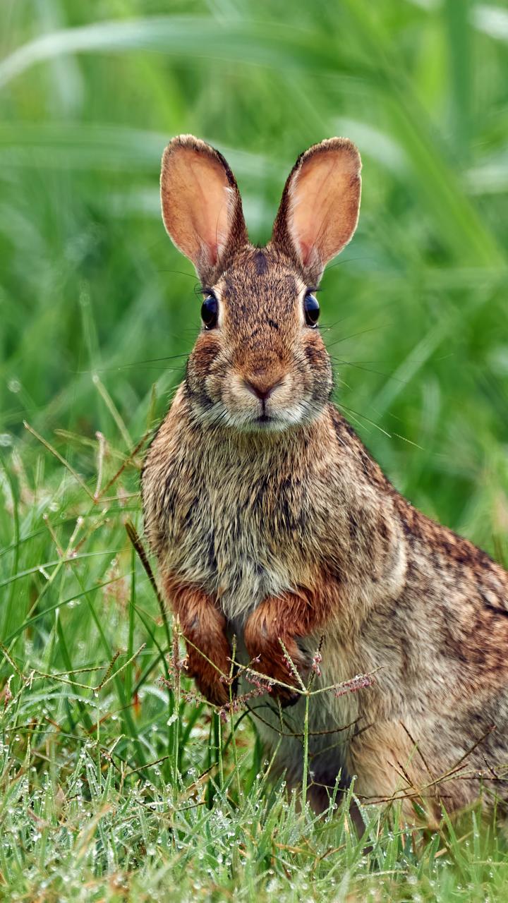 Eastern cottontail in grass