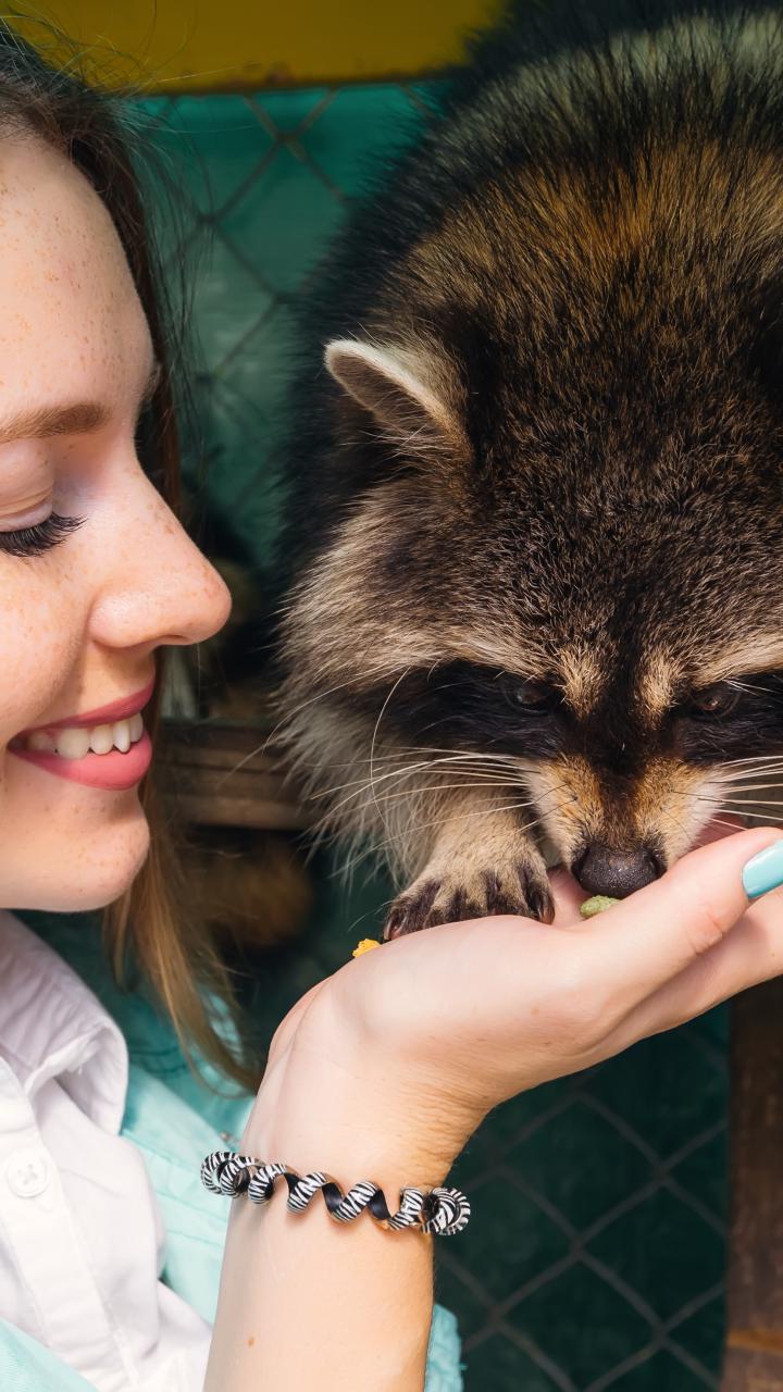 woman hand feeding a raccoon