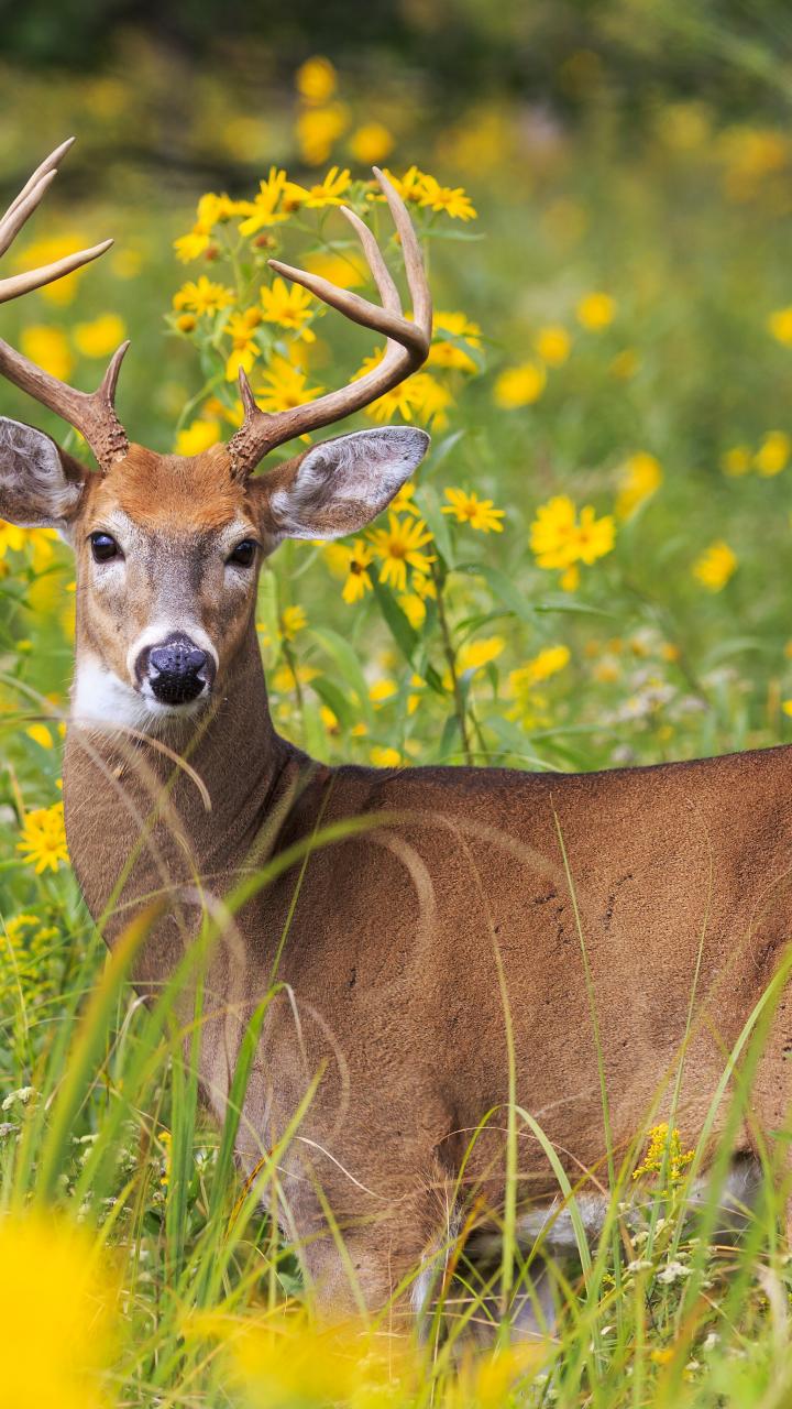 White-tailed deer in field of yellow wildflowers