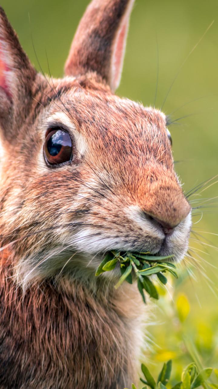 Rabbit eating grass