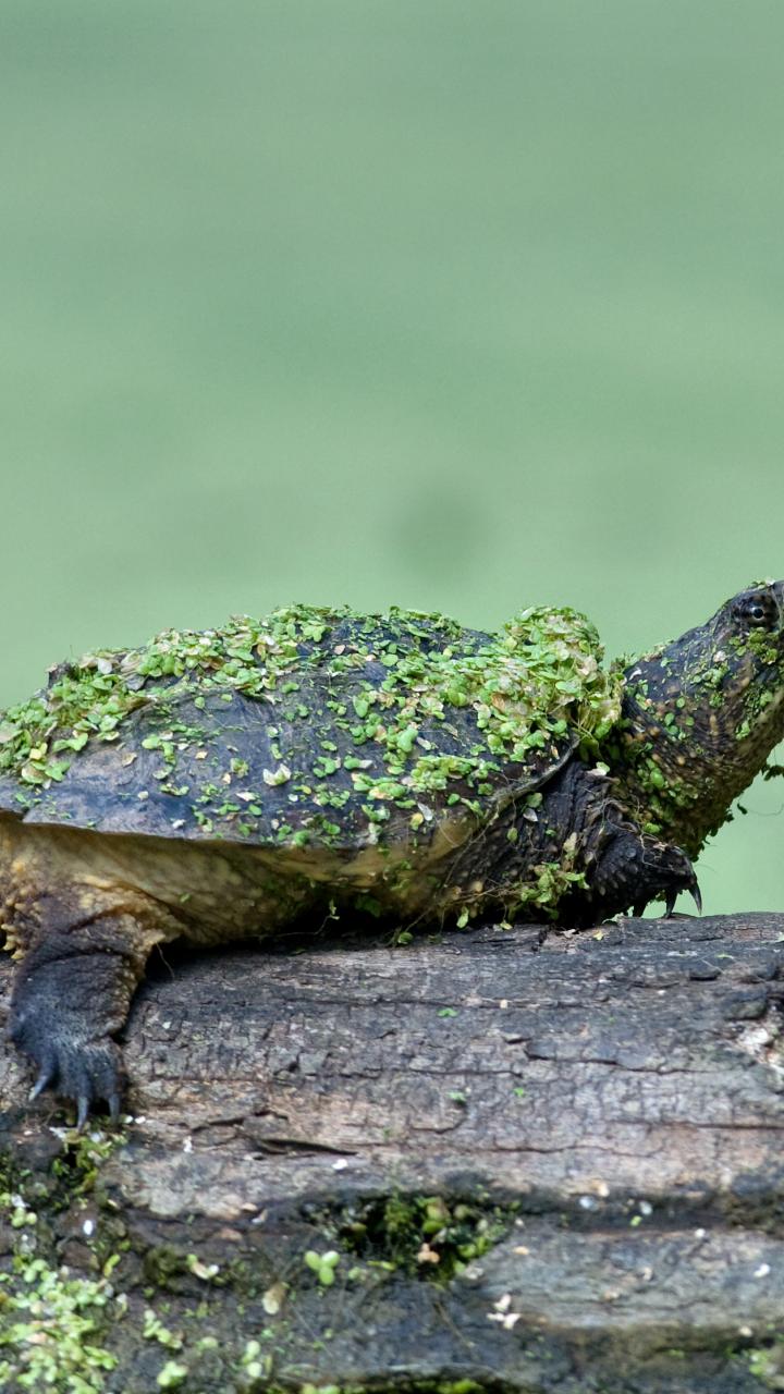 snapping turtle on a log