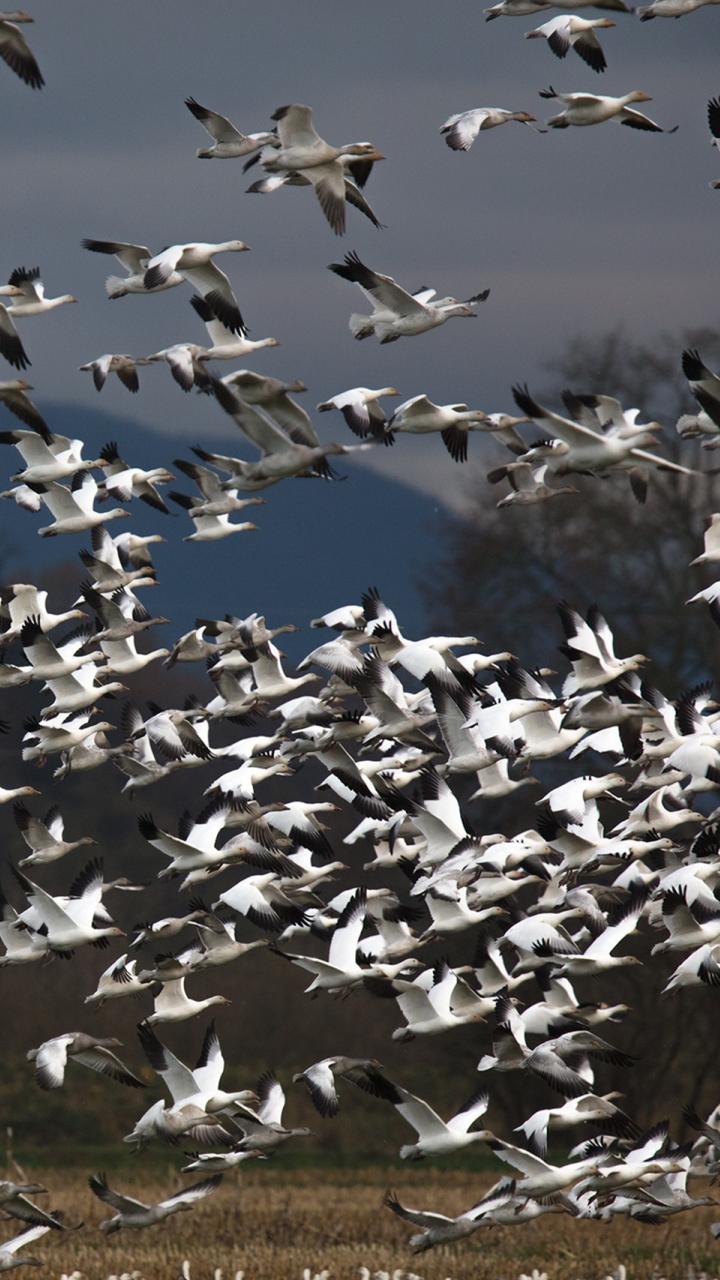 Snow geese flock
