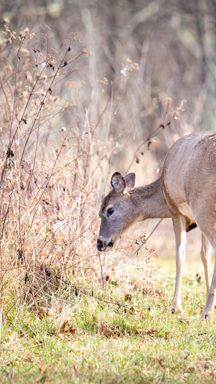 deer at the edge of a field