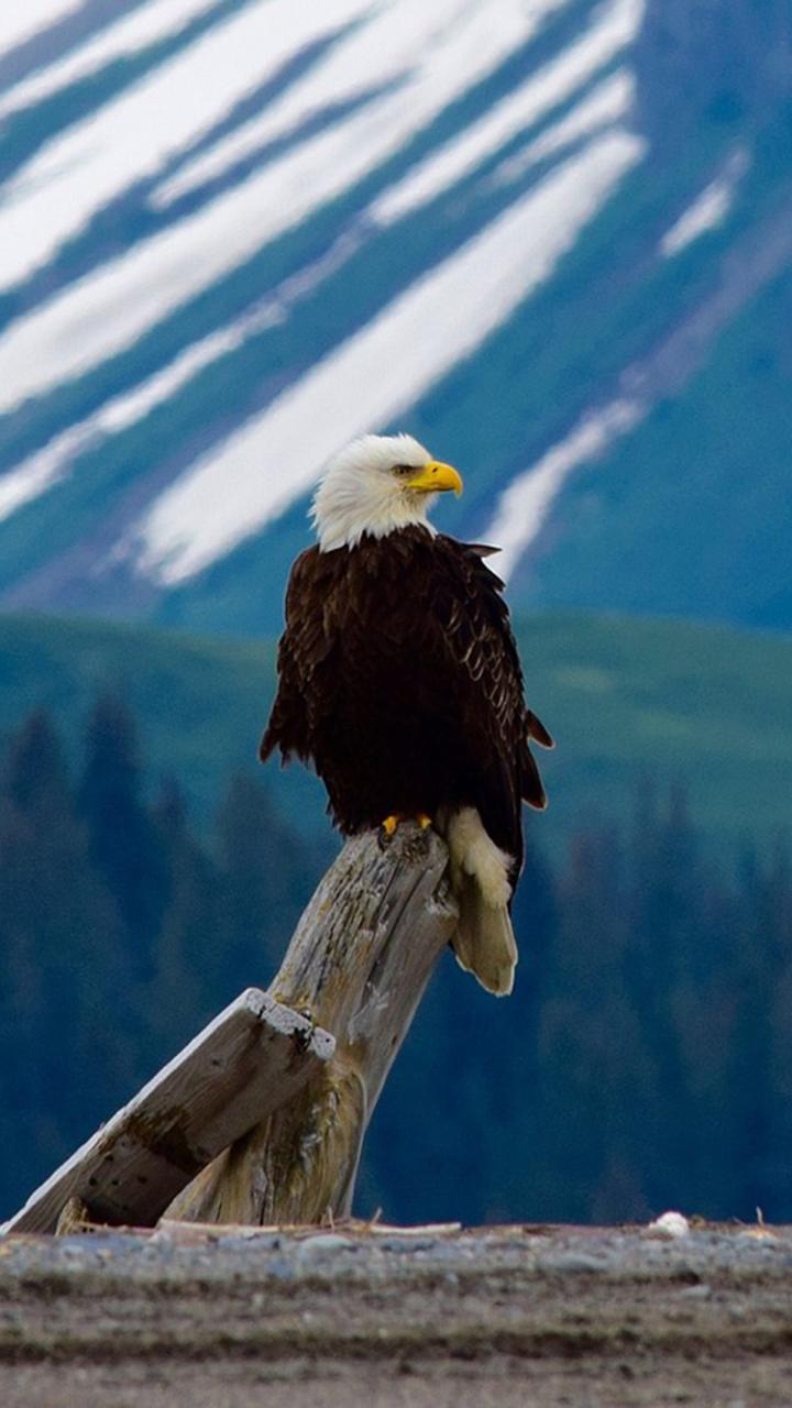 Bald eagle on tree stump