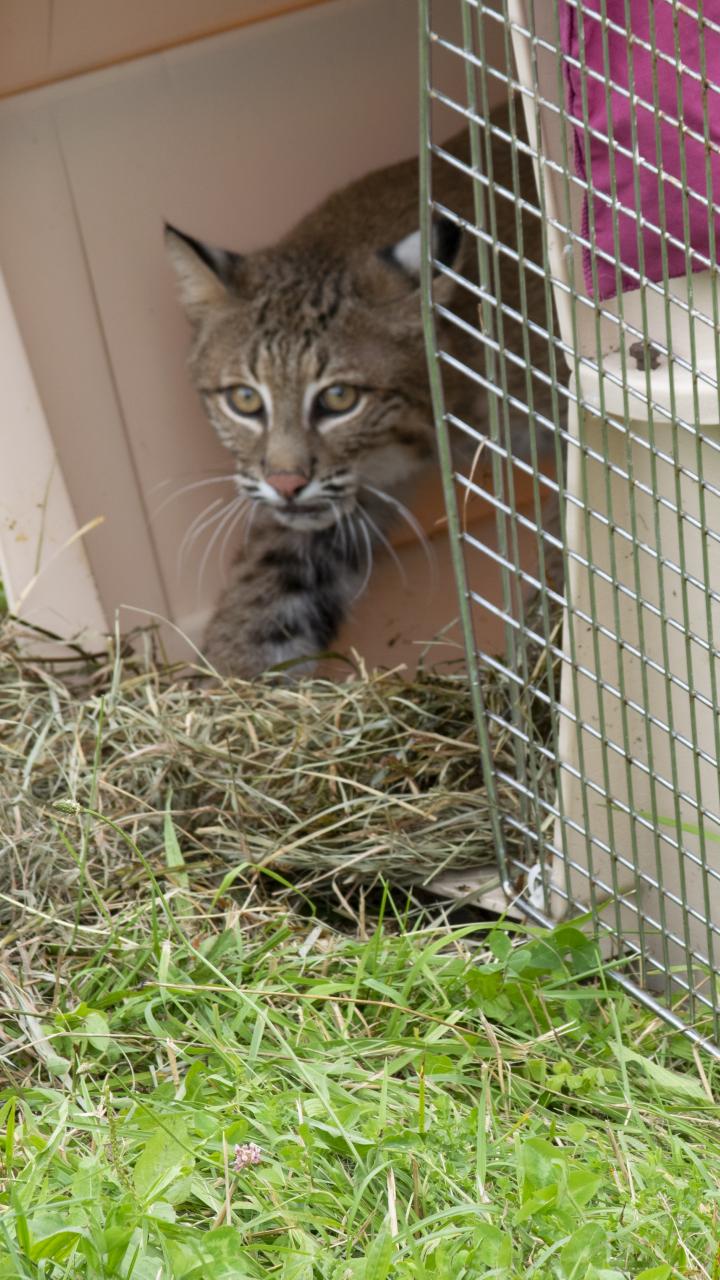 bobcat inside dog crate