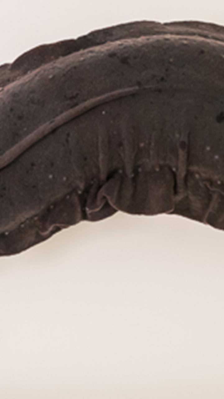 Eastern Hellbender salamander