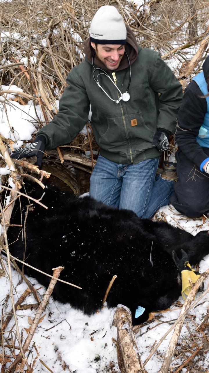 Checking sedated black bear in the field